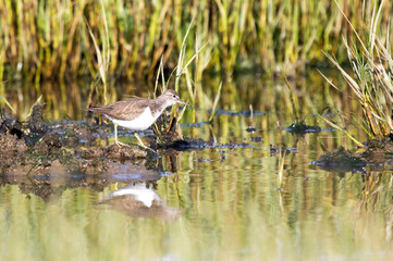 Common sandpiper (Actitis hypoleucos).