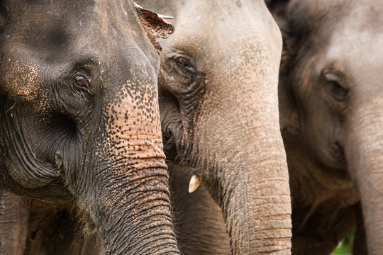 close up of an elephant