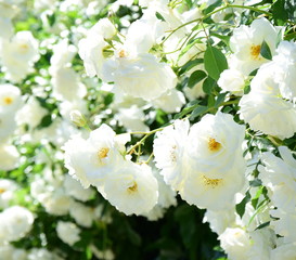 Ramblerrosen in Weiß in der Morgensonne - Blütezeit im Frühling im Garten