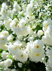 Ramblerrosen in Weiß in der Morgensonne - Blütezeit im Frühling im Garten