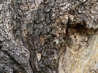tree bark texture
