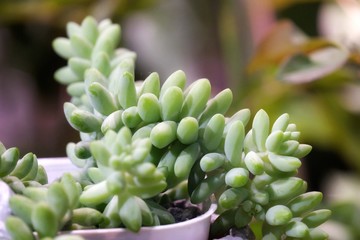 In selective focus succulent cactus growing in a pot with day light and green nature background