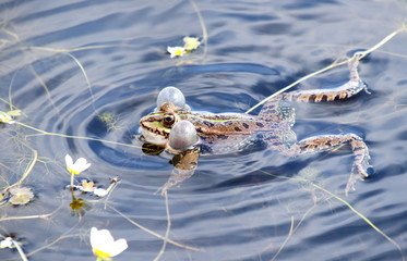 Common frog (Pelophylax perezi) croaking.