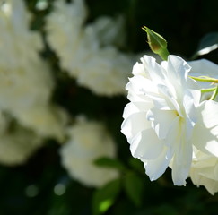 Ramblerrosen in Weiß in der Morgensonne - Blütezeit im Frühling im Garten
