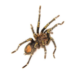 Adult male chaco golden knee (Grammostola pulchripes) isolated on white.