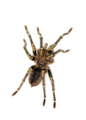 Adult male chaco golden knee (Grammostola pulchripes) isolated on white.