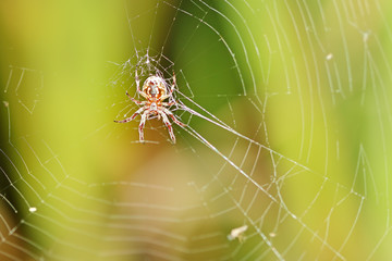 Spider on the web.
