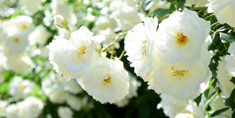 Ramblerrosen in Weiß in der Morgensonne - Blütezeit im Frühling im Garten