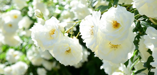 Kletterrosen, Ramblerrosen in weiß im Sonnenschein