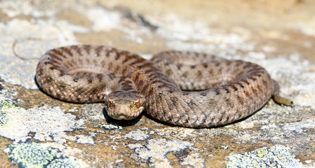 Iberian cross adder (Vipera seoanei).