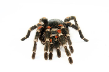 Red knee tarantula (Brachypelma auratum).