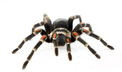 Red knee tarantula (Brachypelma auratum).