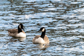 Canada goose