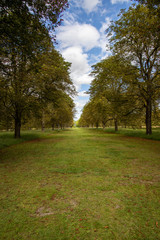 avenue of trees in summer sunshine