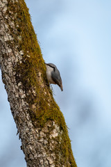 Nuthatch