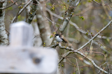 European pied flycatcher