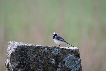 White wagtail