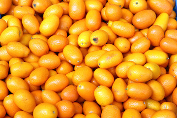 Very aromatic Oval Kumquat or Nagami Kumquat, (Citrus japonica 