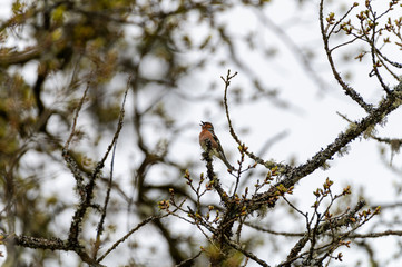 Chaffinch