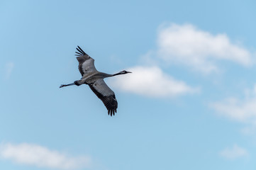 Crane