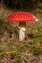 Fliegenpilz
