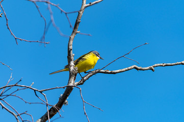 Yellow Wagtail