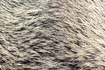 Wild boar ( Sus scrofa ) fur.