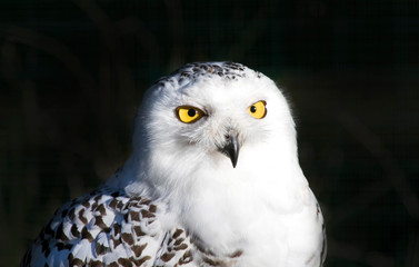 Snowy owl portrait.