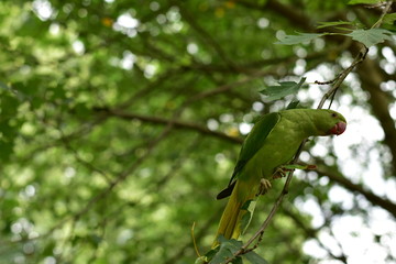 green and yellow macaw on branch