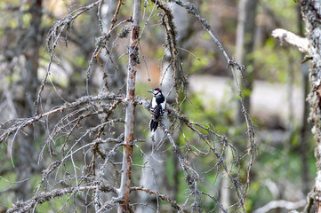 Large Woodpecker