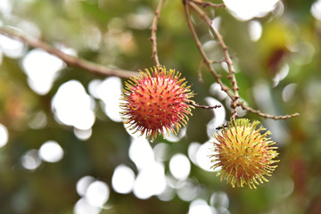 Rumbutan fruit in red color from a garden