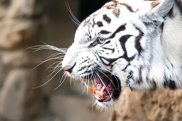 White Bengal tiger roaring in a Zoo.