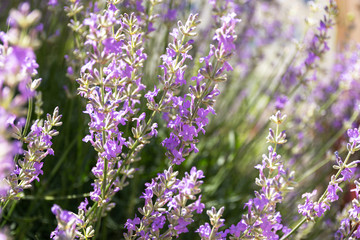 Naklejka premium Closeup of lavender flowers. Blooming lavender close-up. Beautiful purple lavender flowers in sunlight.