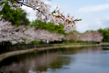 japan sakura　：服部緑地山ヶ池・桜の咲く風景