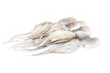 Fresh squid from the sea, isolated on white background.