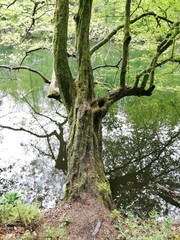 Baum mit starkem Moosbewuchs neigt sich über See und spiegelt sich