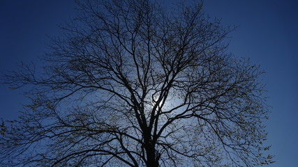 Fototapeta premium Sonne hinter einem Ast
