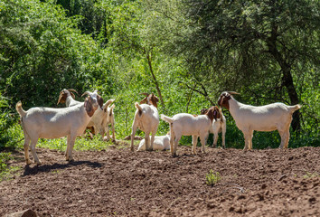 Herd of nanny goats on farm in the Karoo South 
africa