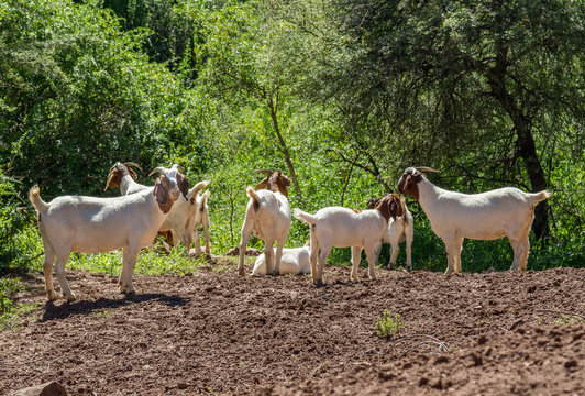 Herd Of Nanny Goats On Farm In The Karoo South 
Africa