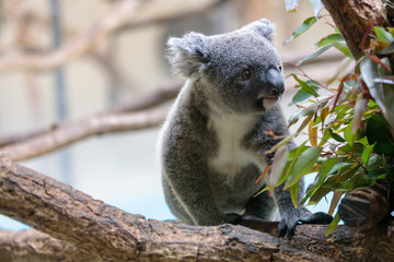 コアラ, Koala