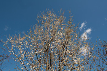 tree branches against blue sky