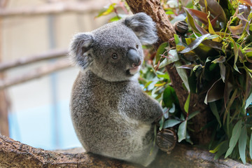 コアラ, Koala