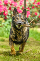 German Shepherd is a German dog breed, one of the most widely used in the world and also the most widely used service breed