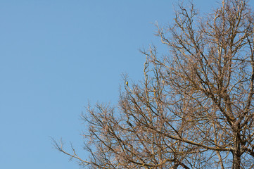 tree branches against blue sky