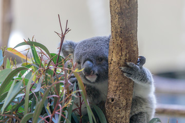 コアラ, Koala