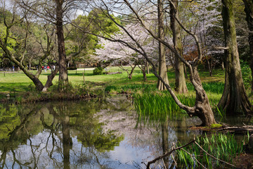 japan sakura　：服部緑地・桜の咲く風景