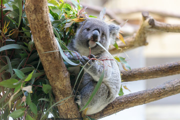 コアラ, Koala