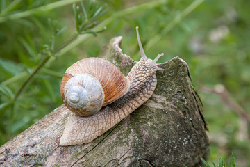 A snail with a shell crawls along a tree trunk