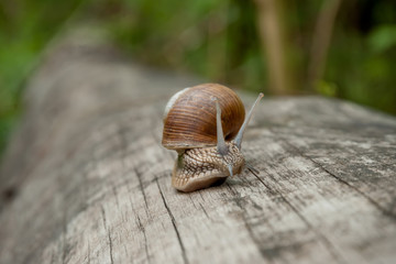 A snail with a shell crawls along a tree trunk.