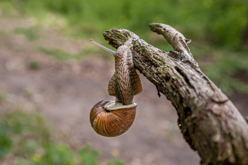 Snail with a shell hanging on a branch